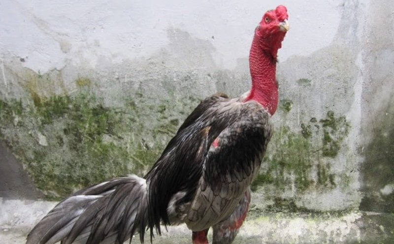 Kích thước cổ có ảnh hưởng đến khả năng tấn công của gà